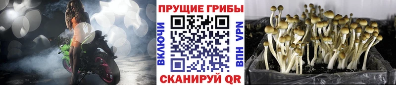 Галлюциногенные грибы прущие грибы  купить  сайты  Нюрба 